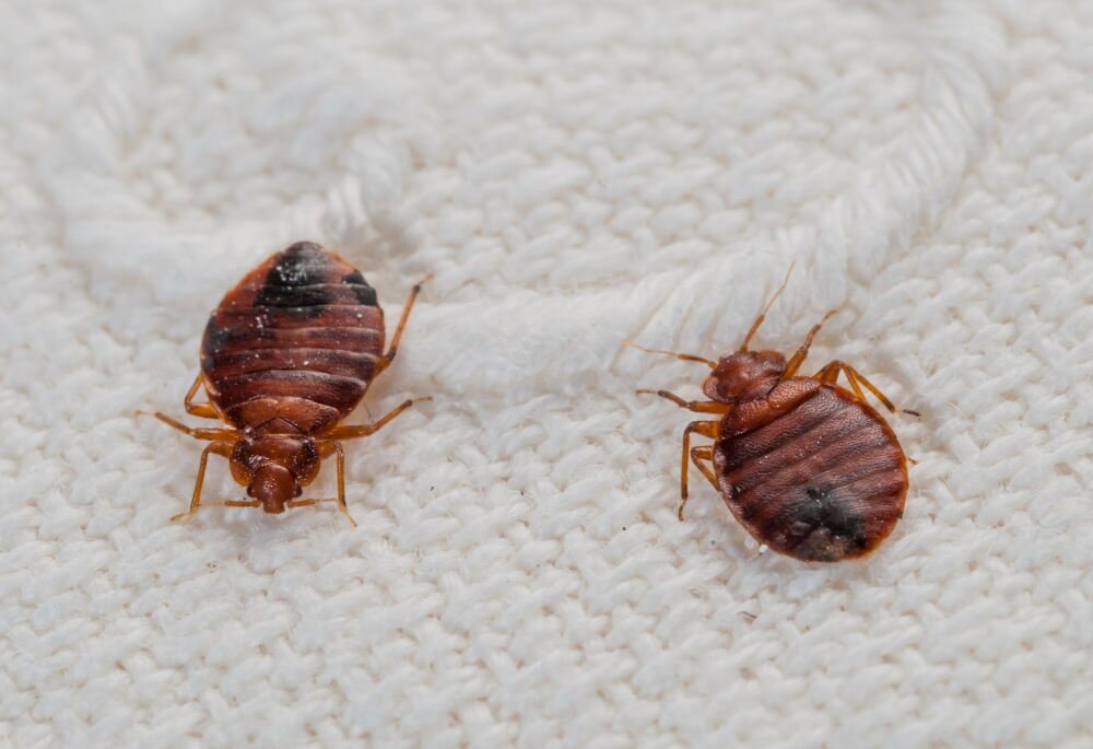 don let bed bugs win call pros