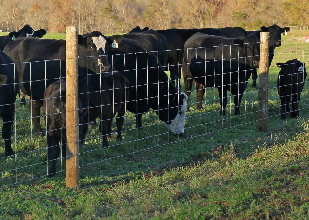 farm security reinvented benefits high tensile wire fencing