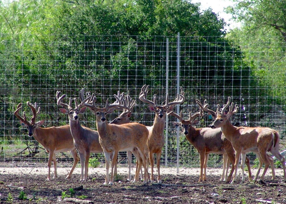 farm security reinvented benefits high tensile wire fencing