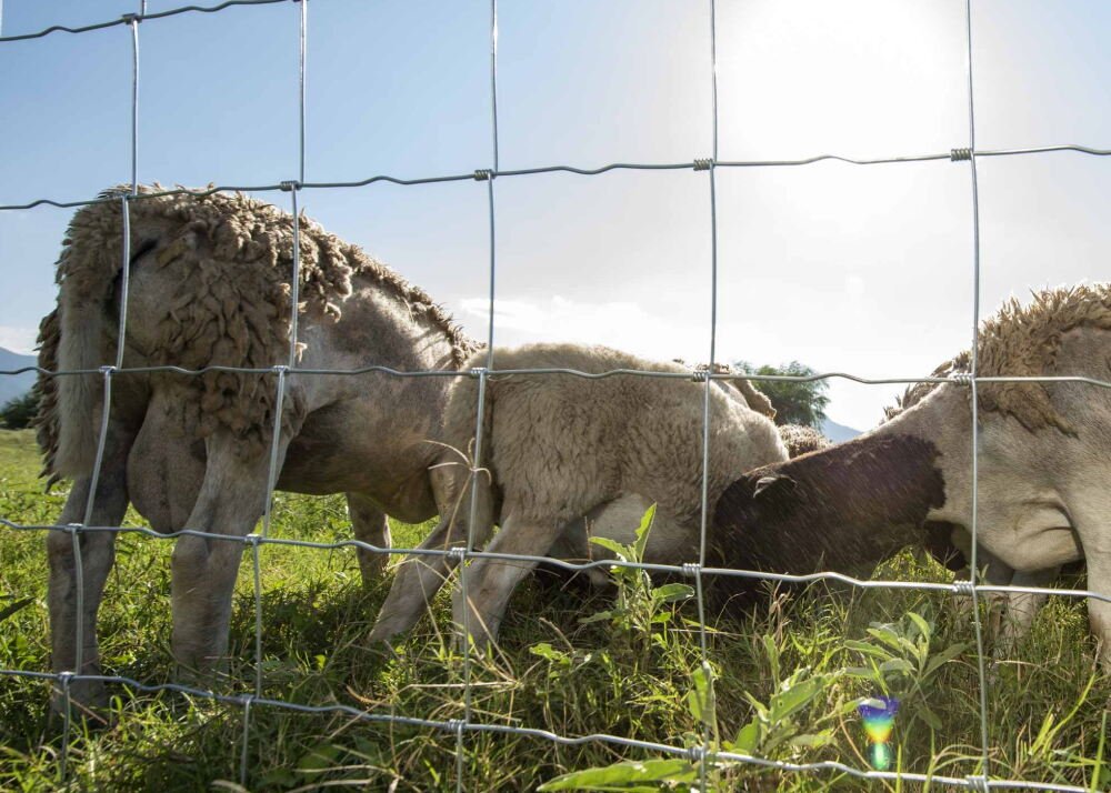 farm security reinvented benefits high tensile wire fencing