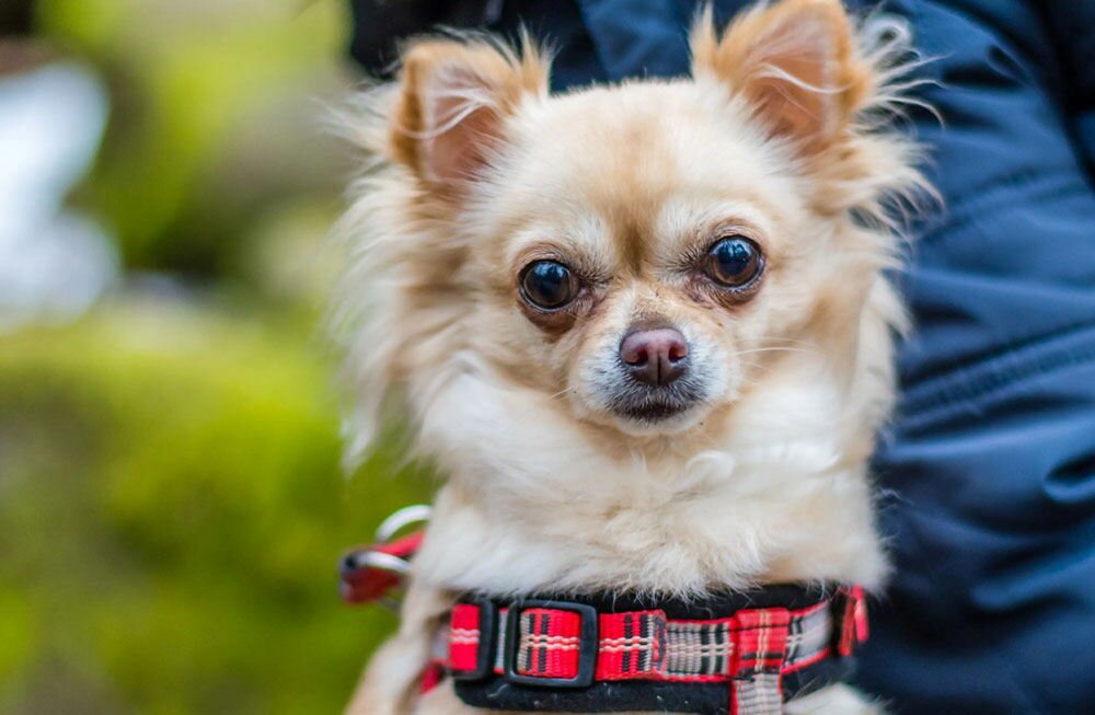 sitting pet nannies offer emotional support specialized care