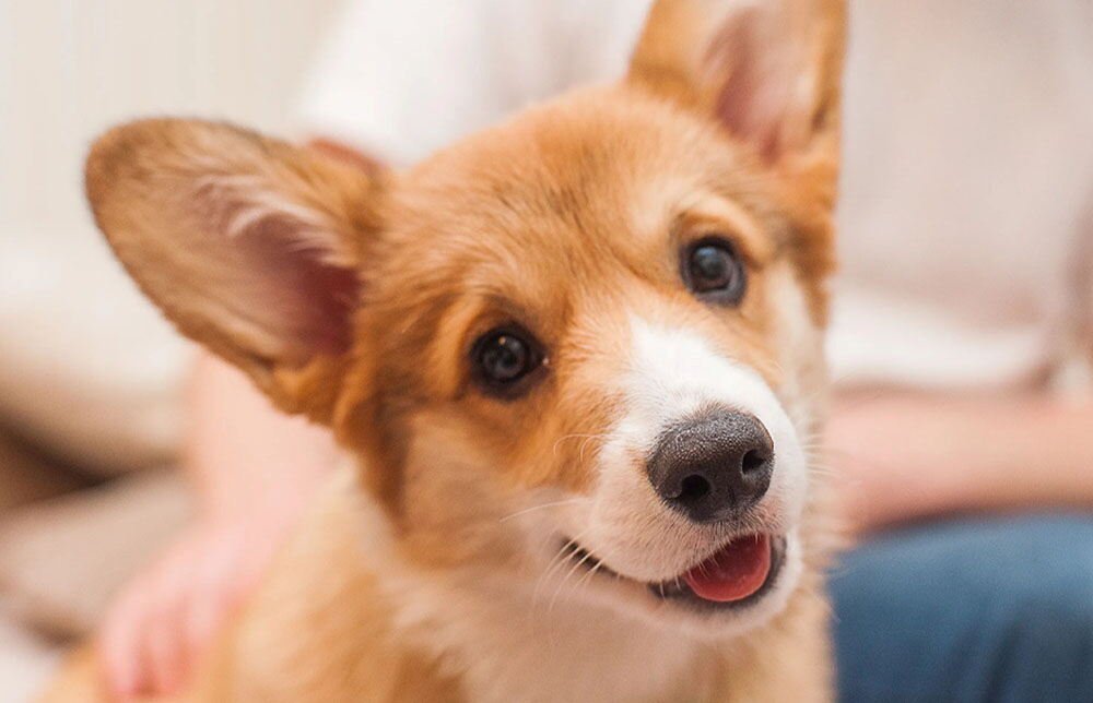 sitting pet nannies offer emotional support specialized care