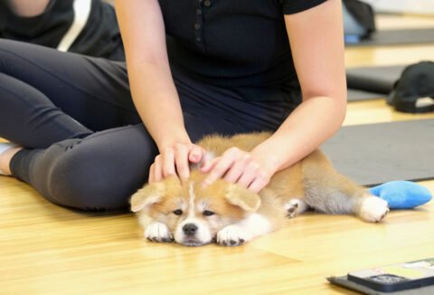 puppy yoga 2