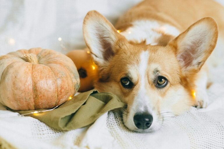 the benefits of feeding pumpkin to your dog