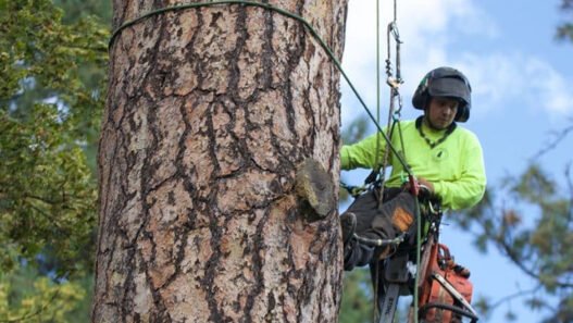 certified arborist helps tree health