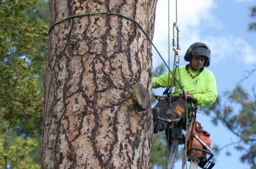 certified arborist helps tree health