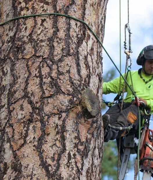 certified arborist helps tree health