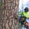 certified arborist helps tree health
