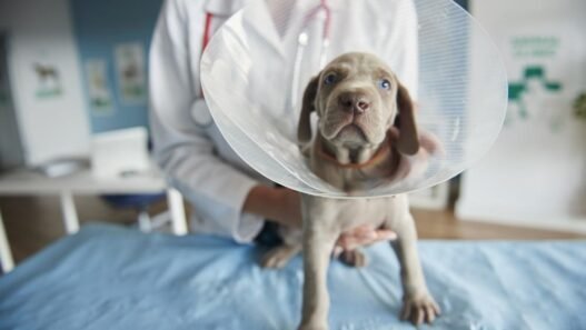 hidden costs of pet ownership