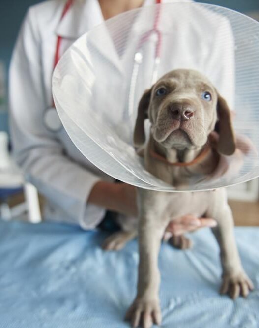 hidden costs of pet ownership