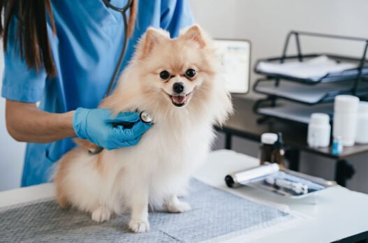 4 signs your pet may need immediate veterinary attention