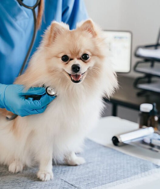 4 signs your pet may need immediate veterinary attention