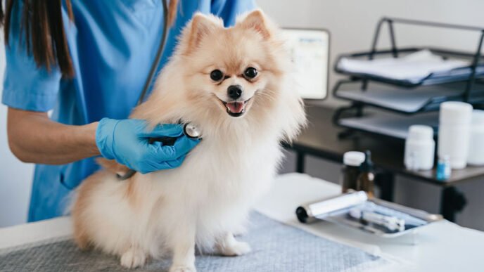 4 signs your pet may need immediate veterinary attention