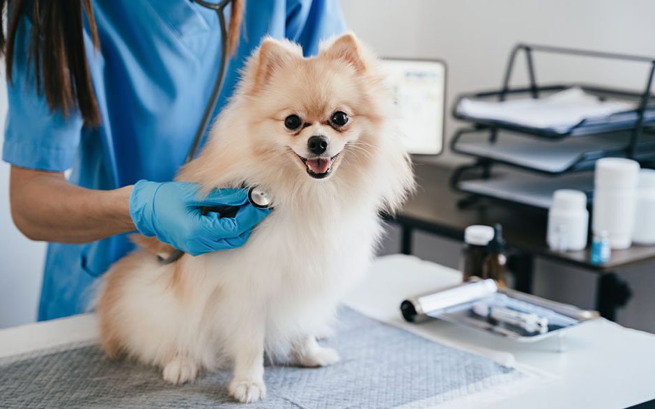 4 signs your pet may need immediate veterinary attention