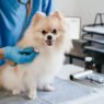 4 signs your pet may need immediate veterinary attention