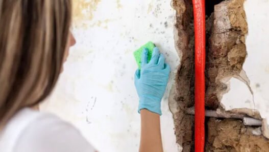 should your schedule mould inspection and cleaning before your business’s insurance renewal season