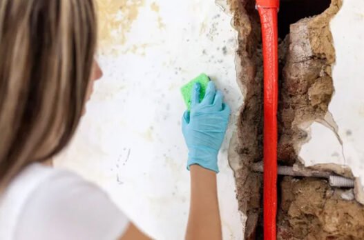 should your schedule mould inspection and cleaning before your business’s insurance renewal season