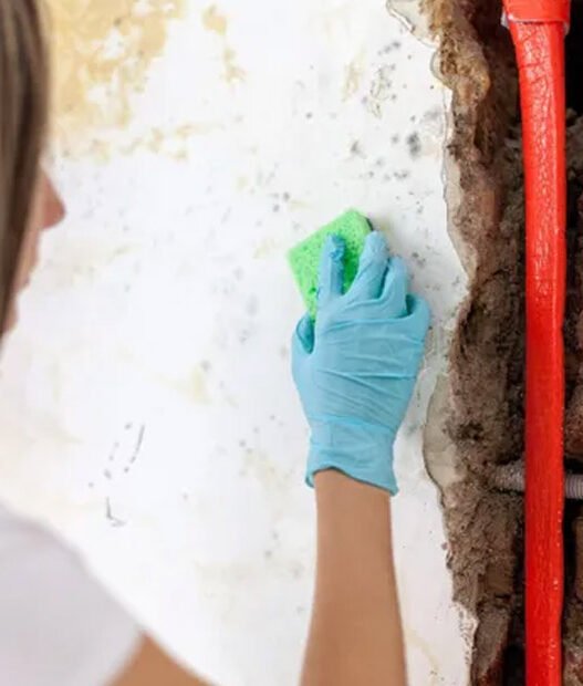 should your schedule mould inspection and cleaning before your business’s insurance renewal season