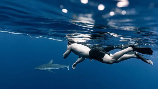 swim with sharks in hawaii