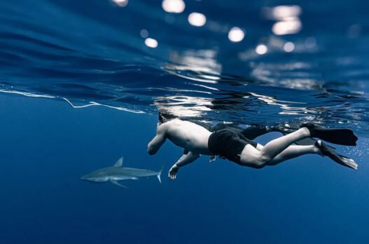 swim with sharks in hawaii