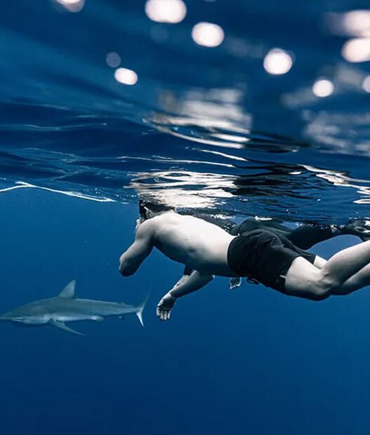 swim with sharks in hawaii