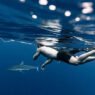swim with sharks in hawaii