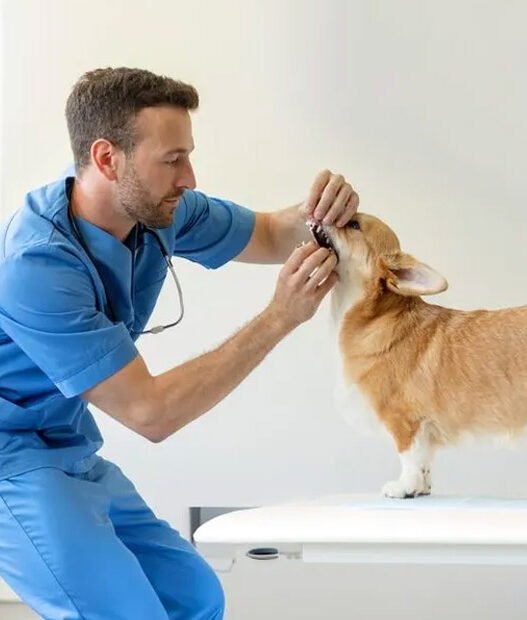 the growing demand for dental care in animal clinics