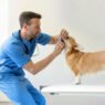 the growing demand for dental care in animal clinics