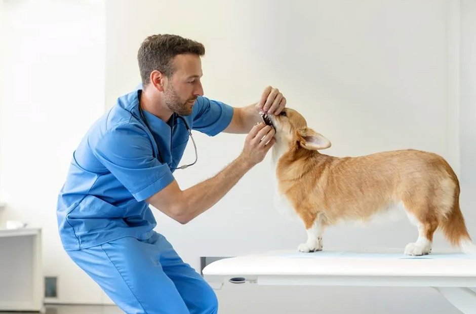 the growing demand for dental care in animal clinics