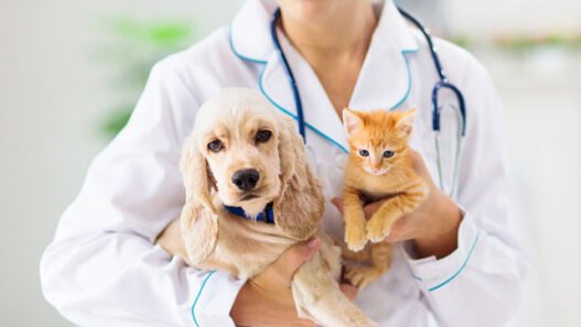 3 key advantages of in house labs at veterinary hospitals