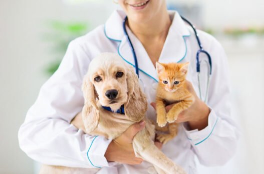 3 key advantages of in house labs at veterinary hospitals