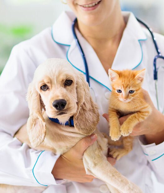 3 key advantages of in house labs at veterinary hospitals