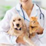3 key advantages of in house labs at veterinary hospitals