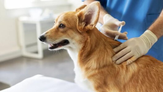 3 vaccinations every general veterinarian recommends