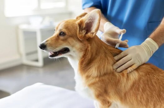 3 vaccinations every general veterinarian recommends