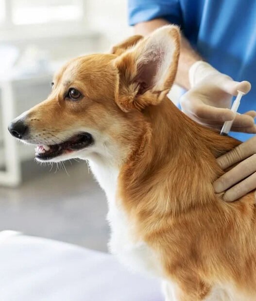 3 vaccinations every general veterinarian recommends