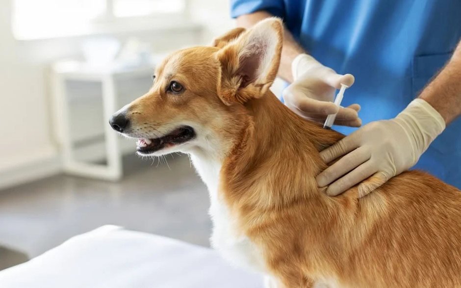 3 vaccinations every general veterinarian recommends