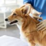 3 vaccinations every general veterinarian recommends