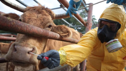 how animal hospitals prepare for natural disaster response