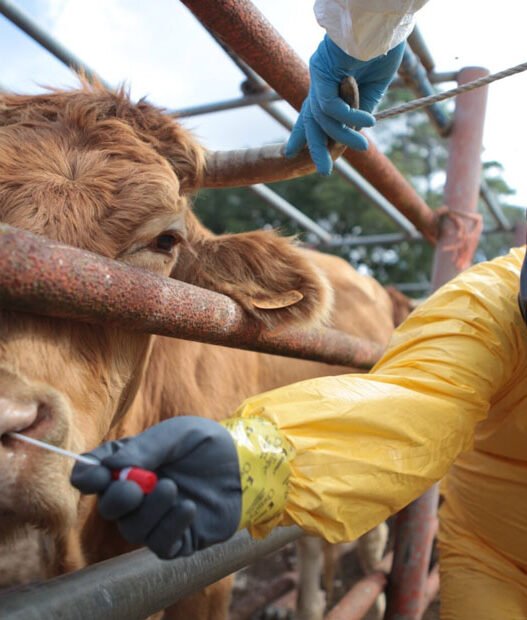 how animal hospitals prepare for natural disaster response