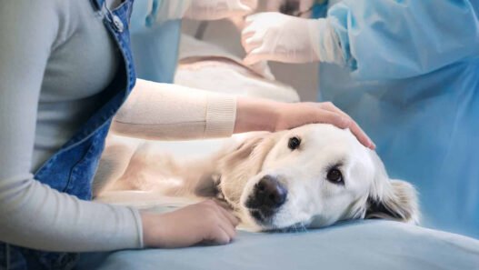 how animal hospitals provide pain management strategies