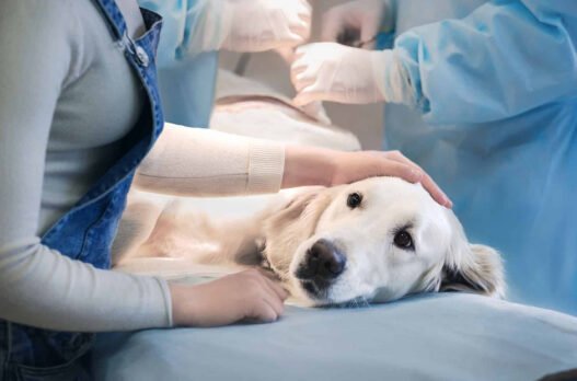 how animal hospitals provide pain management strategies