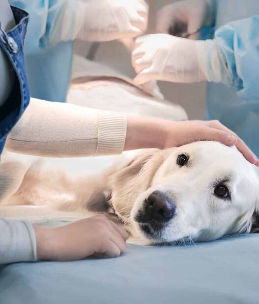 how animal hospitals provide pain management strategies