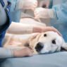 how animal hospitals provide pain management strategies