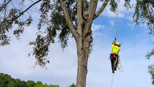 how to choose the best tree service company