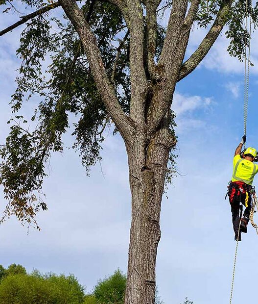 how to choose the best tree service company