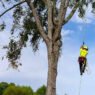 how to choose the best tree service company