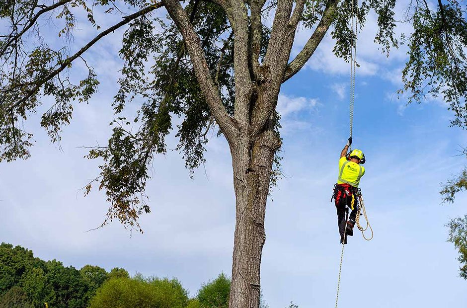 how to choose the best tree service company