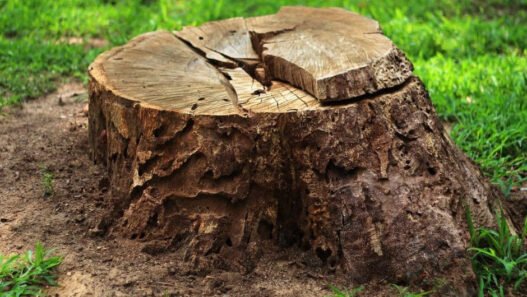 safe and sustainable tree stump solutions for homeowners