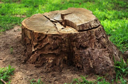 safe and sustainable tree stump solutions for homeowners